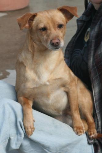 Jamie, an adoptable Chihuahua in Sun Valley, CA, 91352 | Photo Image 1