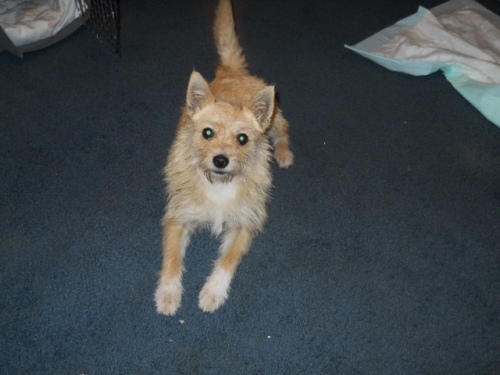 NJ - Josie, an adopted Norfolk Terrier & Terrier Mix in Clayton, NJ_image-2