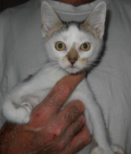 RALPH HEMINGWAY, an adoptable Extra-Toes Cat / Hemingway Polydactyl in Sardinia, OH, 45171 | Photo Image 1