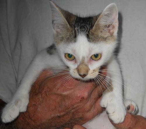 RALPH HEMINGWAY, an adoptable Extra-Toes Cat / Hemingway Polydactyl in Sardinia, OH, 45171 | Photo Image 2