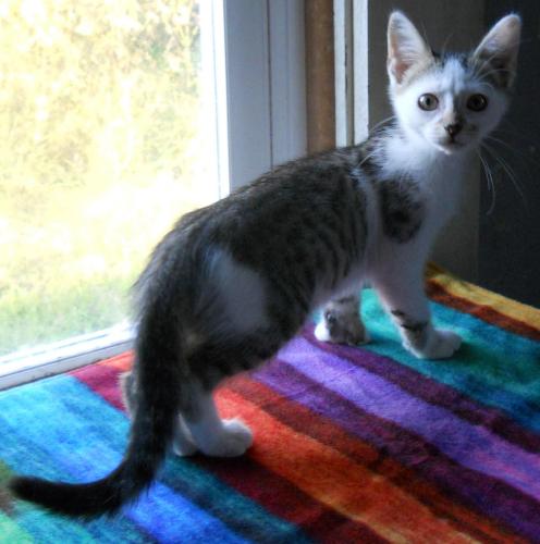 RALPH HEMINGWAY, an adoptable Extra-Toes Cat / Hemingway Polydactyl in Sardinia, OH, 45171 | Photo Image 3