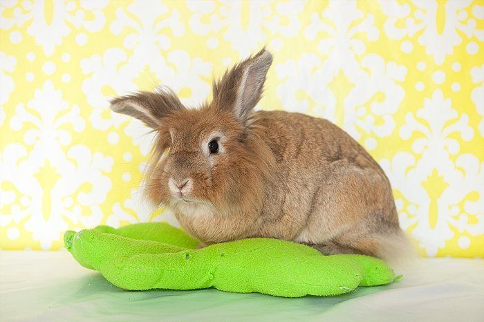 Jane Renee, an adopted Lionhead in Richmond, CA_image-2