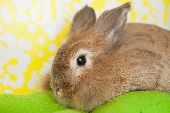 Jane Renee, an adopted Lionhead in Richmond, CA_image-3