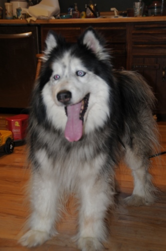 Cooper, an adopted Husky in Colorado Springs, CO_image-1