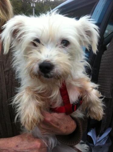 NJ - Maxie, an adopted Poodle & Maltese Mix in Bordentown, NJ_image-2