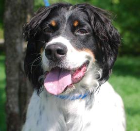 Einstein - TRAINED- BIRD DOG!