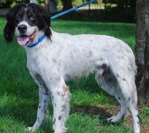 Einstein - TRAINED- BIRD DOG! 3