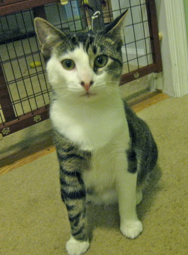Franky ~ GOOD WITH DOGS, an adopted Domestic Short Hair in South Plainfield, NJ_image-3