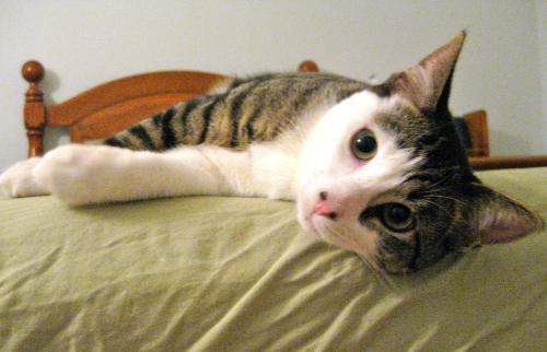 Franky ~ GOOD WITH DOGS, an adopted Domestic Short Hair in South Plainfield, NJ_image-1