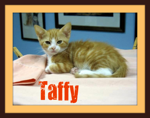 Taffy 1