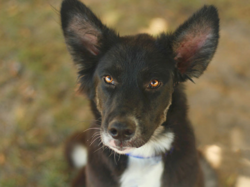 Shanda, an adopted Border Collie Mix in Etobicoke, ON_image-1