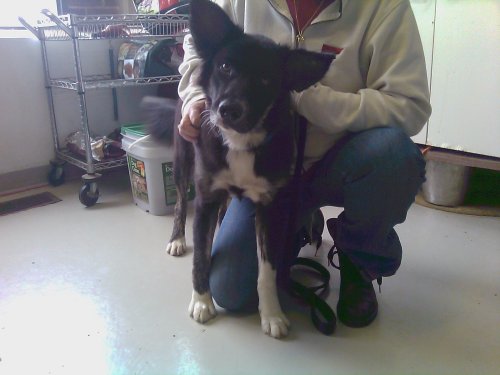 Shanda, an adopted Border Collie Mix in Etobicoke, ON_image-2