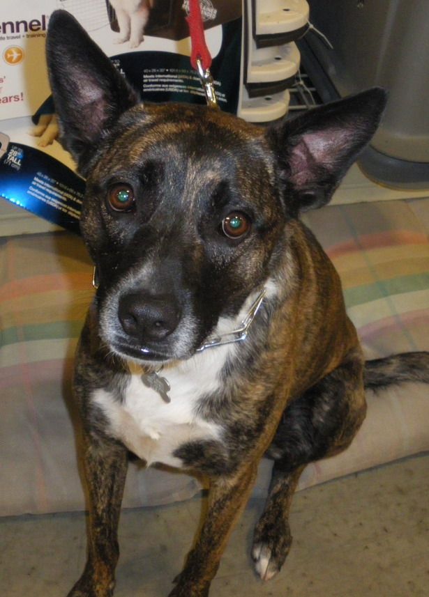 Jade, an adoptable Dutch Shepherd in Warren, NJ, 07059 | Photo Image 1