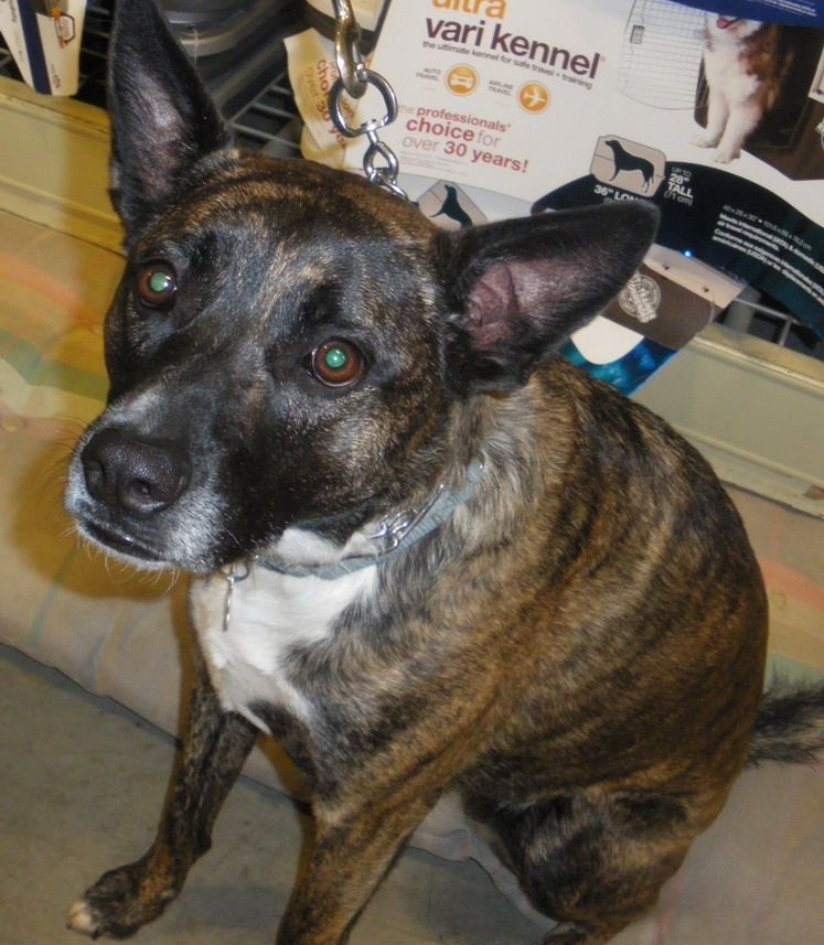 Jade, an adoptable Dutch Shepherd in Warren, NJ, 07059 | Photo Image 2