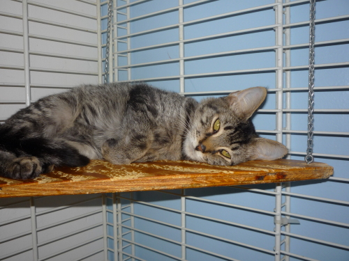 Sal, an adopted Domestic Short Hair in Margate, FL_image-2