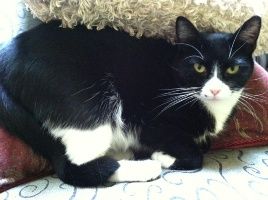 Louise, an adoptable Domestic Short Hair in Raleigh, NC, 27624 | Photo Image 3