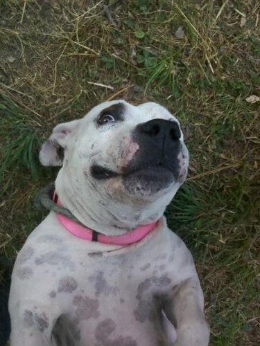 Dog For Adoption Bebe An American Staffordshire Terrier Pit Bull Terrier Mix In Austin Tx Petfinder