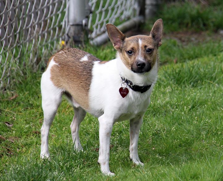 Dog For Adoption Neil A Terrier Shiba Inu Mix In