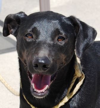 Loretta, an adoptable Black Labrador Retriever in Paradise, TX, 76073 | Photo Image 1