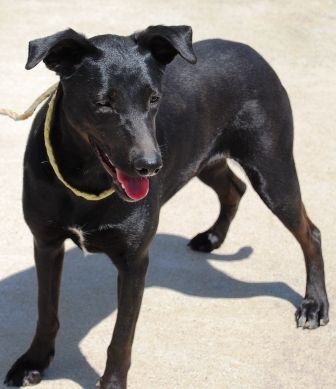 Loretta, an adoptable Black Labrador Retriever in Paradise, TX, 76073 | Photo Image 2