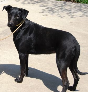 Loretta, an adoptable Black Labrador Retriever in Paradise, TX, 76073 | Photo Image 3