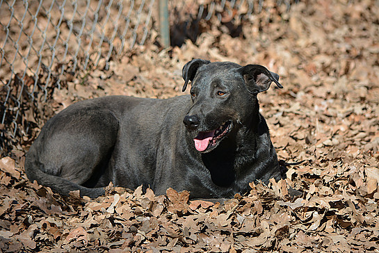 Loretta, an adoptable Black Labrador Retriever in Paradise, TX, 76073 | Photo Image 4