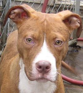 Rex, an adoptable Pit Bull Terrier in Leonardtown, MD, 20650 | Photo Image 1