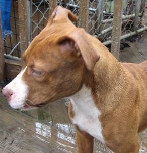 Rex, an adoptable Pit Bull Terrier in Leonardtown, MD, 20650 | Photo Image 2