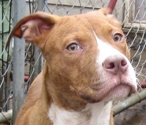 Rex, an adoptable Pit Bull Terrier in Leonardtown, MD, 20650 | Photo Image 3