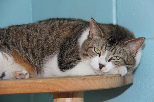 Beast, an adopted Domestic Short Hair in Forked River, NJ_image-1