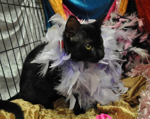 Rocky (Foster), an adopted Domestic Short Hair in Baton Rouge, LA_image-2