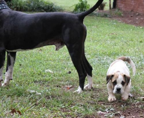 Dudley Moore, an adopted English Bulldog & Basset Hound Mix in Clarkston, GA_image-2