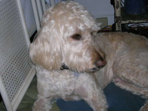 NC - Charlie, an adopted Golden Retriever & Poodle Mix in Winston-Salem, NC_image-1
