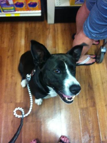 Maggie, an adopted Border Collie & Labrador Retriever Mix in Decatur, GA_image-2
