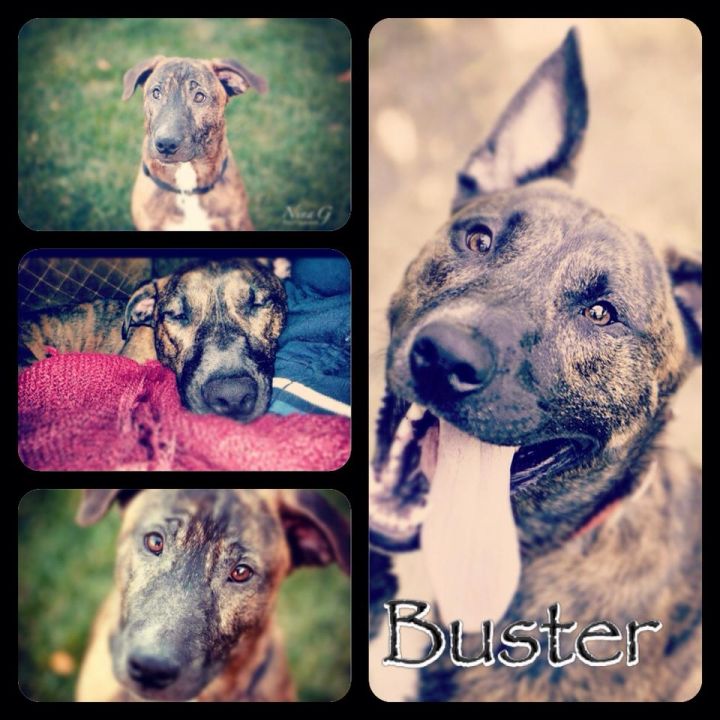 Buster 1