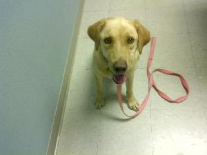 Jasper, an adoptable Yellow Labrador Retriever in Austin, TX, 78708 | Photo Image 1