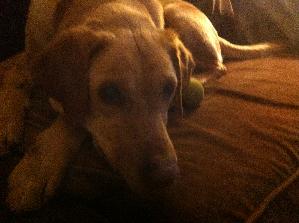 Jasper, an adoptable Yellow Labrador Retriever in Austin, TX, 78708 | Photo Image 2