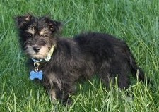 NJ - Misty, an adopted Yorkshire Terrier & Cockapoo Mix in Bordentown, NJ_image-3