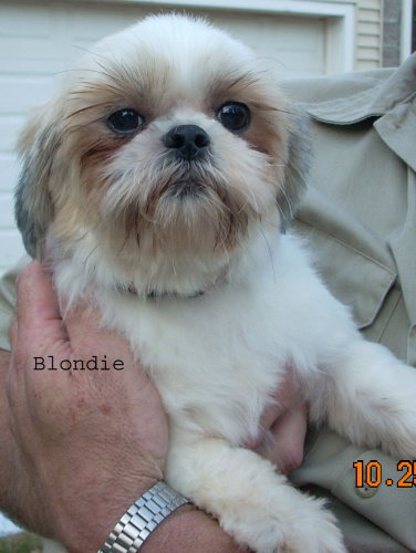 Blondie, an adopted Shih Tzu in Collierville, TN_image-1