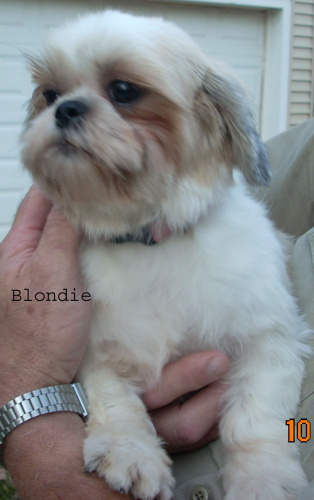 Blondie, an adopted Shih Tzu in Collierville, TN_image-2