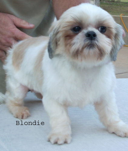 Blondie, an adopted Shih Tzu in Collierville, TN_image-3