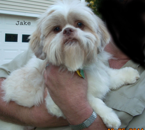 Jake, an adopted Shih Tzu in Collierville, TN_image-3