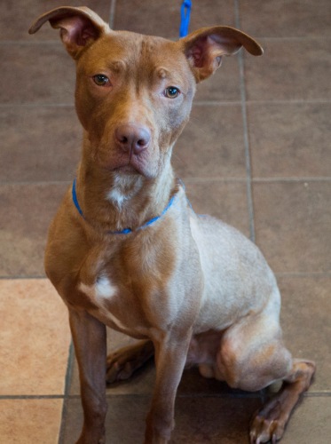 Scrappy -- ADOPTED!