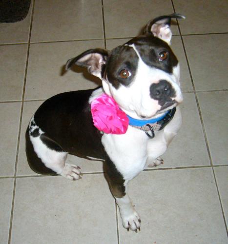 Estelle, an adopted Pit Bull Terrier in Peotone, IL_image-2
