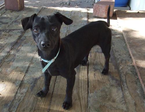 BC, an adoptable Dachshund, Chihuahua in Dallas, TX, 75228 | Photo Image 1