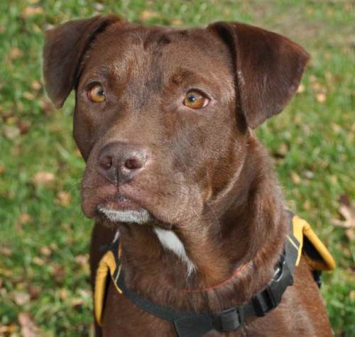 Samantha, an adopted Labrador Retriever & Terrier Mix in Pelham, NH_image-2