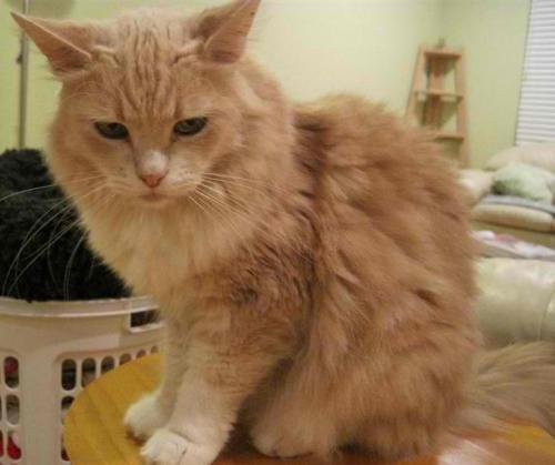 Bit O' Honey -maine coon mix/persian mix 1