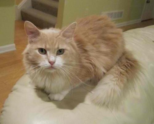 Bit O' Honey -maine coon mix/persian mix 3