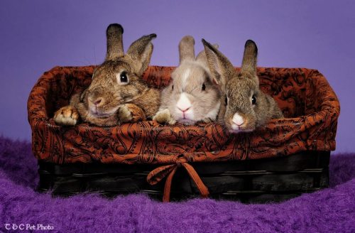 Mama B, Baby B, and Little B, an adopted Bunny Rabbit in Columbus, GA_image-1