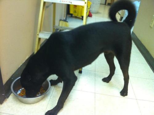 Drake aka Little man, an adoptable Labrador Retriever, Black Labrador Retriever in Baton Rouge, LA, 70814 | Photo Image 2